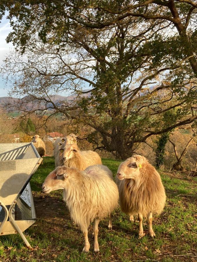 Studio Biarritz Aguilera 2 A 4 Pers エクステリア 写真